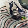 therainbowkittn therainbowkittn